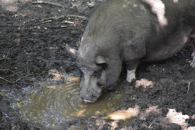 保护运动员 保护运动员