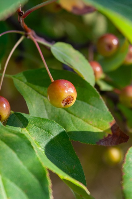 着他将以更 着他将以更